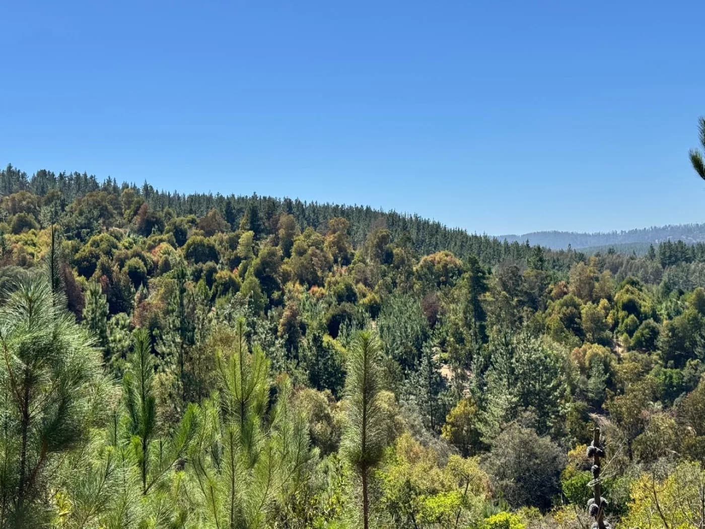 Bosque de pinos y vegetación nativa en La Reserva Lago Vichuquén
